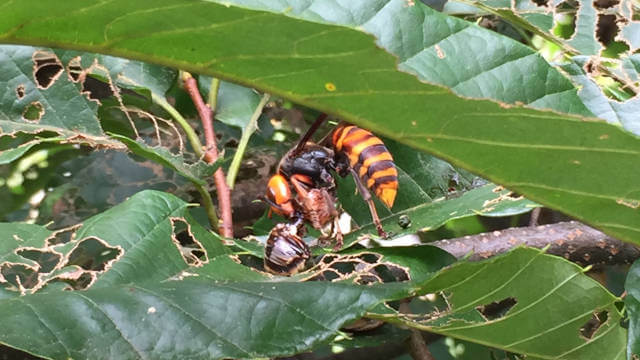 コガネムシを捕食するスズメバチ