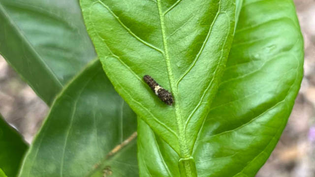 ミカンの葉にいる小さなアゲハチョウの幼虫