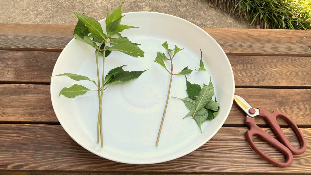 挿し木・挿し芽の方法と成功率を上げるコツ | 庭のミチシルベ