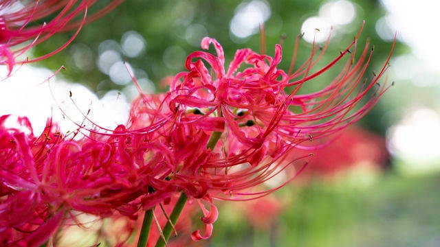 真っ赤なヒガンバナの花