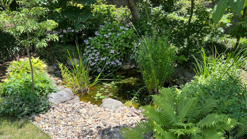 池を囲む低木と草花