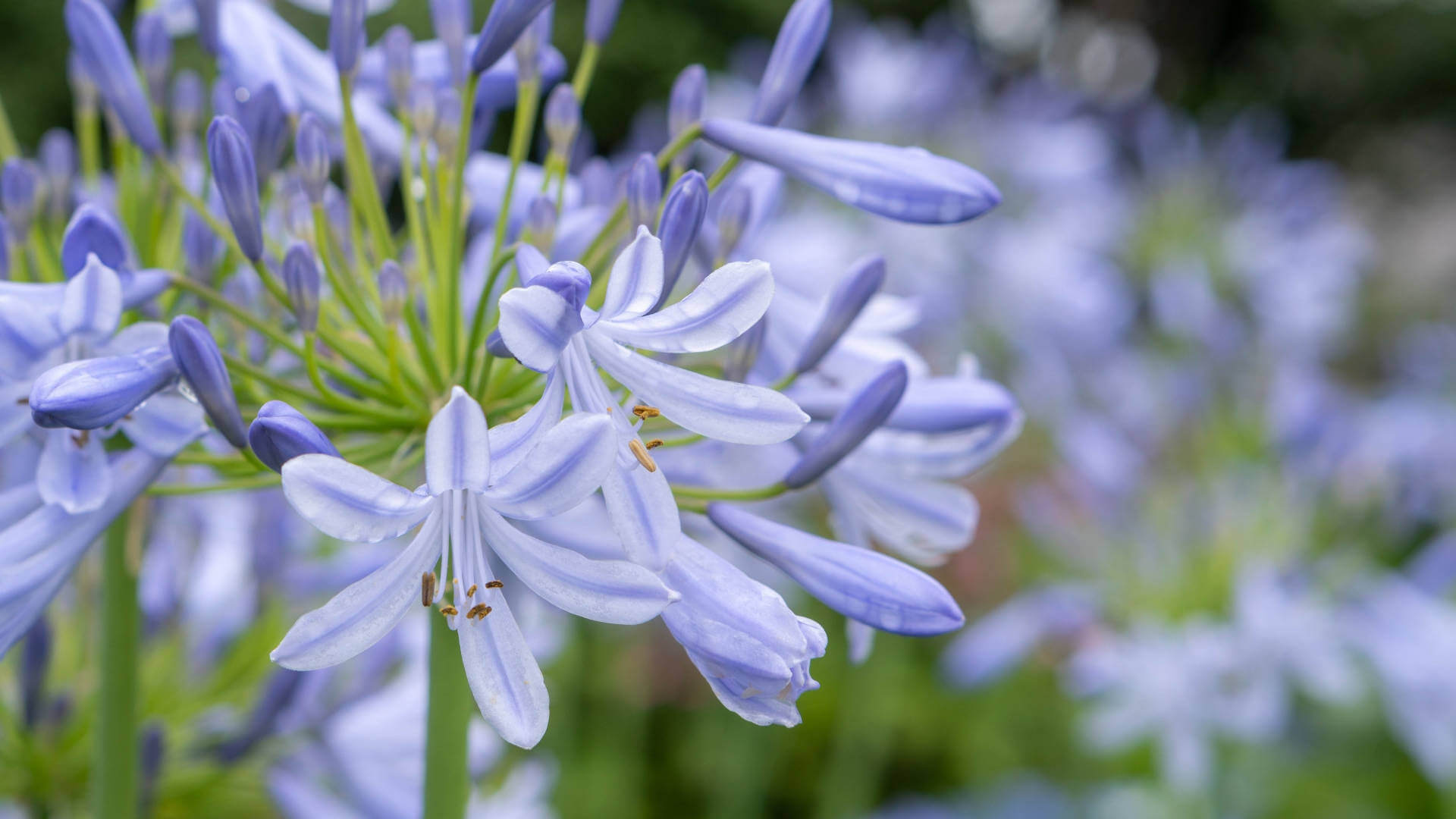 アガパンサス オリンピックスカイブルー の栽培レポート 庭のミチシルベ