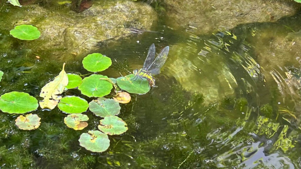 池に産卵するギンヤンマ