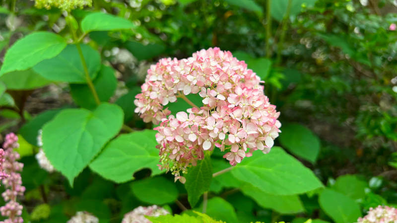 アメリカノリノキ’ピンカーベル’の花