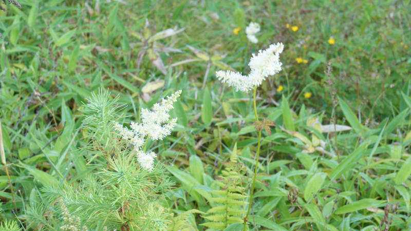 山に自生するチダケサシの花