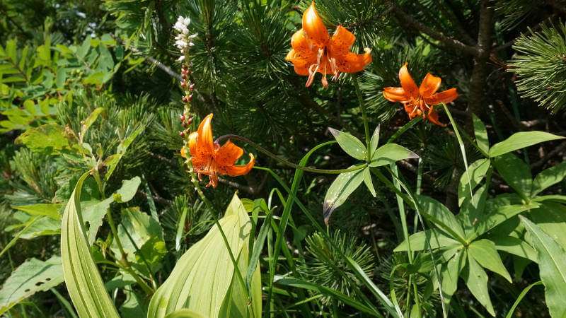 橙色で良く目立つクルマユリの花