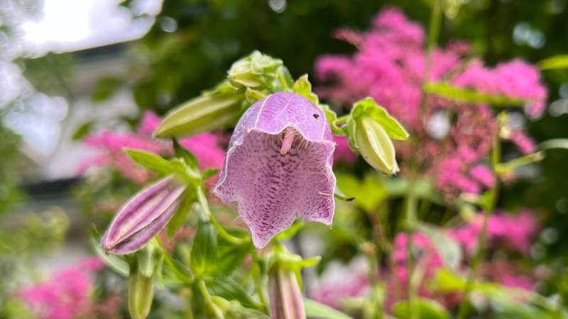 ホタルブクロの花の内側は斑点模様がある