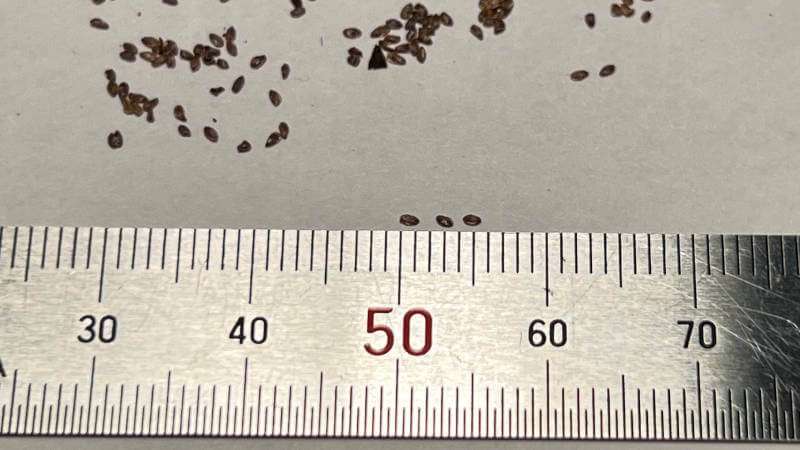 ホタルブクロの種子は大きさが約1mm