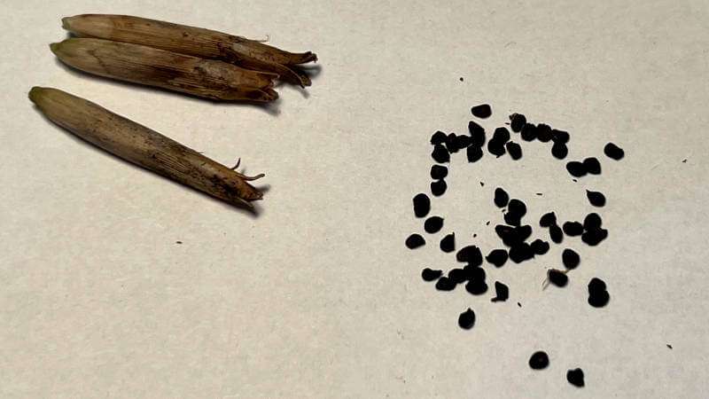 カワラナデシコの黒い小さな種子