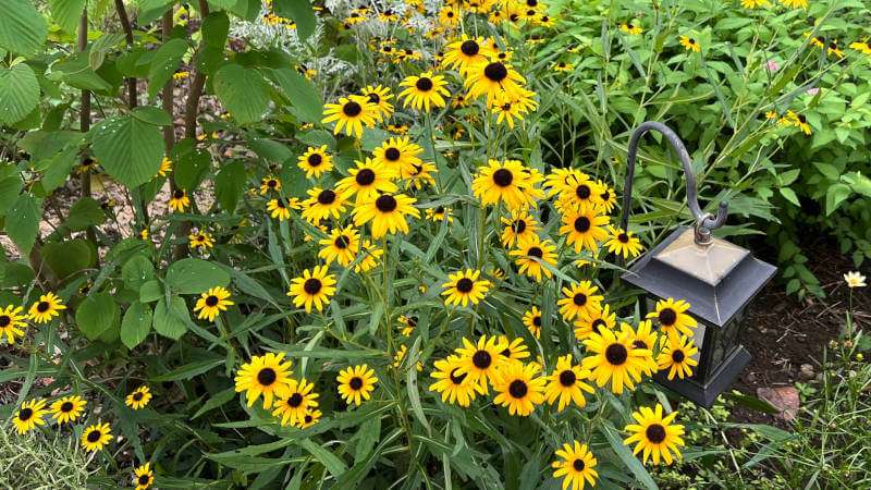 たくさんの花を咲かせたルドベキア・ビエッテス・リトルスージー